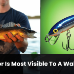 What Color Is Most Visible To A Walleye Fish – We Researched