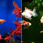 Do Goldfish Eat Other Fish? – Factors & Prevention Techniques