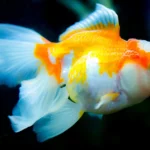 Untitled-design-_13_
