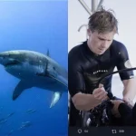 Did You Know About The Robert Irwin’s Jaw-dropping White Shark Encounter?