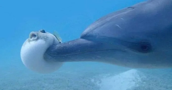 Puffer Fish