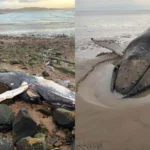 A Whale’s Second Chance: Dramatic Rescue of Stranded Humpback in Southern Scotland!