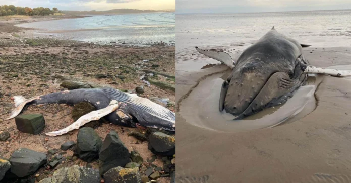 A Whale's Second Chance: Dramatic Rescue of Stranded Humpback in Southern Scotland!