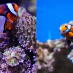 Do clown fish sleep?  – The Unique Sleeping Behavior Of A Mind-numbing Sea Creature