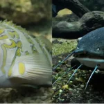 Why Do Fish Stay In One Spot? – Fish Enthusiast’s Head-scratching Problem