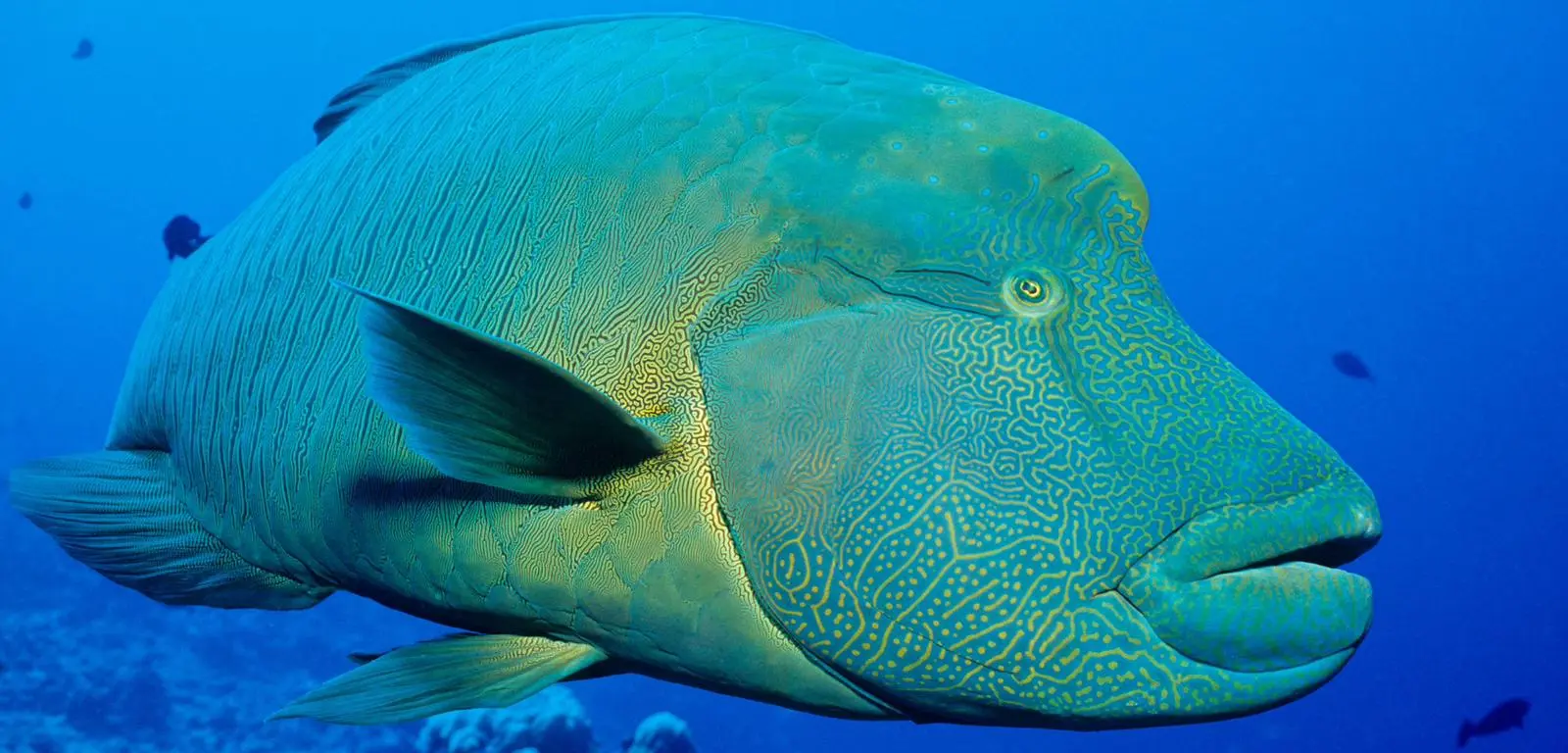 The World’s Most Expensive Fish