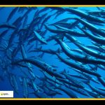 barracuda
