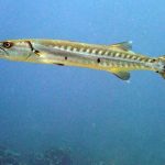 barracuda-329561_640