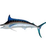 blue-marlin-1619908_640