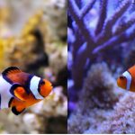 clown-fish