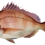 fish-3410329_640