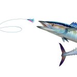 Big black marlin jumps out of the sea Bait Sea Octopus Skirt. Bl