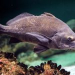 Black drum atlantic ocean fish underwater close up
