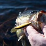 largemouth-bass-5110208_640