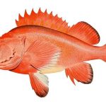 perch-67613_640