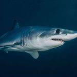 pexels-ben-phillips-4781932-scaled