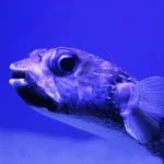 pufferfish-4497485_1280