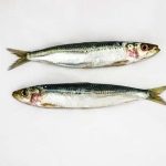 sardines-3732726_640