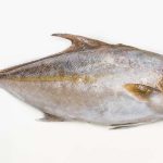amberjack, fresh fishes on white background
