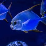 stock-photo-nice-sea-pompanos-trachinotus-jacks