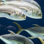 School of Fish