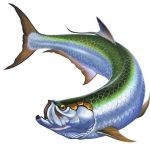 stock-photo-tarpon-big-fish-white-elopiformes