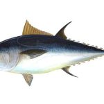 tuna-69317_640
