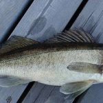 walleye
