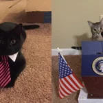 20 Hilarious Photos Captured, That Prove Cats Are The Boss.