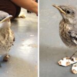 A Story Of A Mockingbird That Flies With The Help Of Customized Shoes