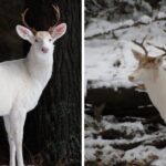 Ghost Of The Forest  Rare Albino Whitetail Deer Graces A Snowy Wisconsin Backyard