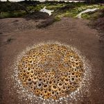 Concha Solis, 2024 Created at Sandy Haven Everytime I make work with Limpets i feel i should me
