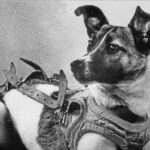Laika_(Soviet_dog)