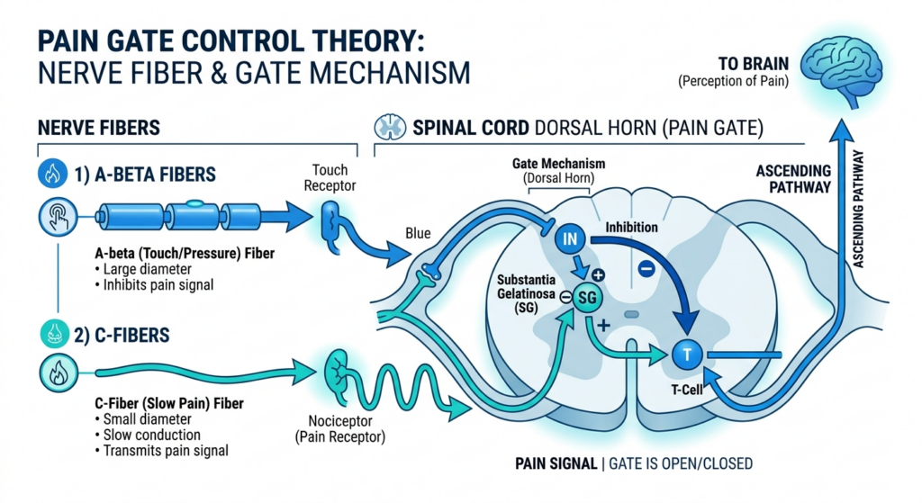 A simple medical infographic showing C-fibers and A-Beta fibers and how the pain gate works in the nervous system