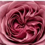 5 Simple Habits That Keep Your Intimate Area Healthy